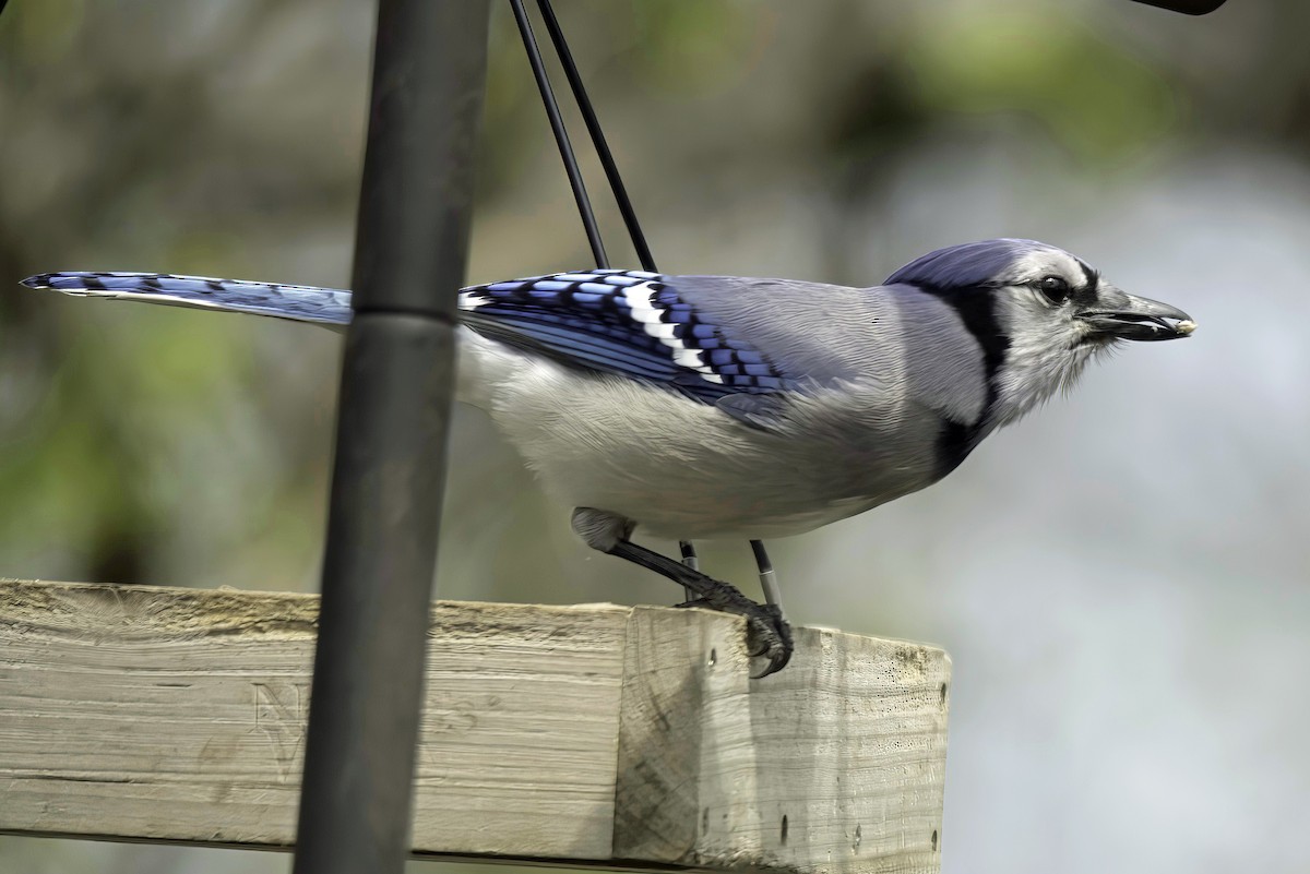 Blue Jay - Jim Tonkinson