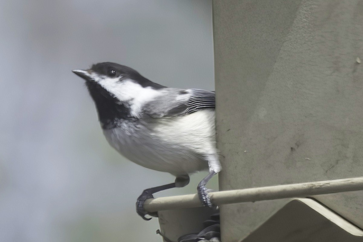 Black-capped Chickadee - Jim Tonkinson