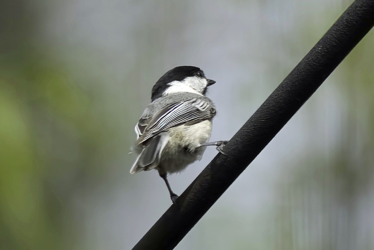 Black-capped Chickadee - Jim Tonkinson