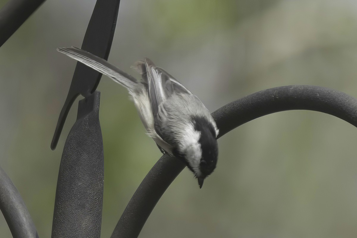 Black-capped Chickadee - Jim Tonkinson