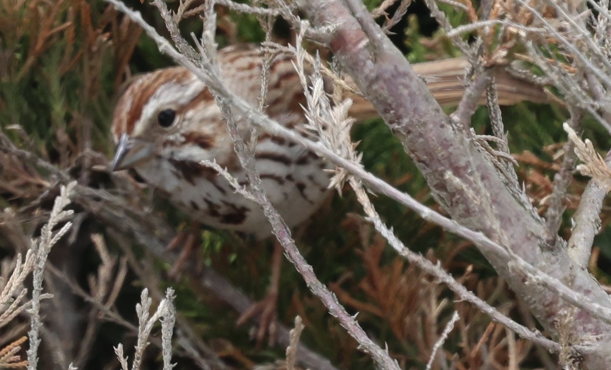 Song Sparrow - burton balkind