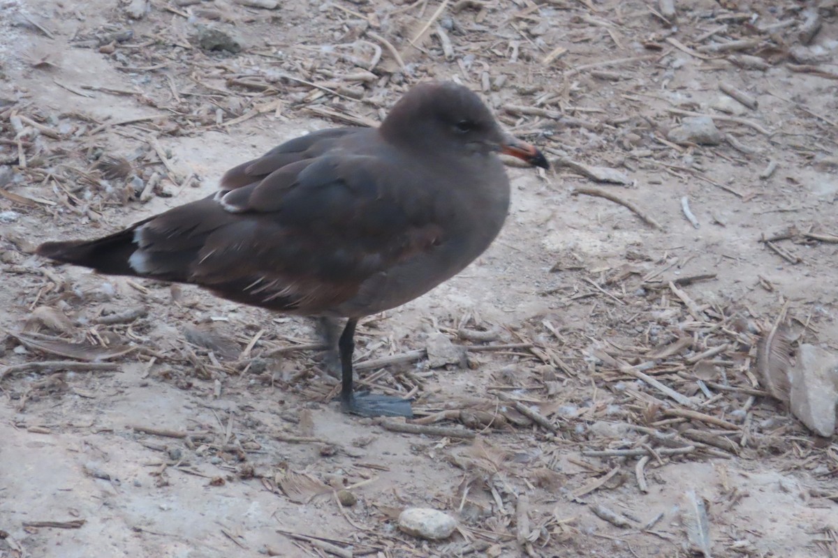 Heermann's Gull - David Brinkman