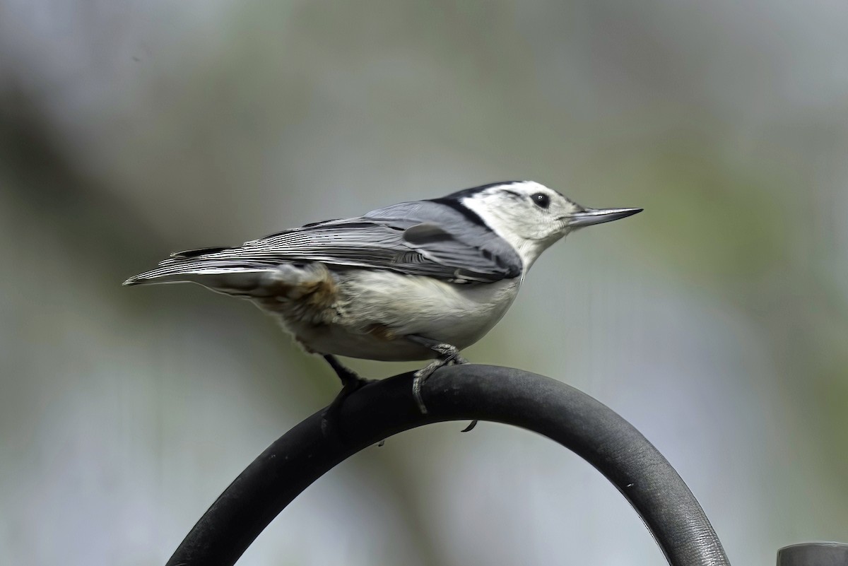 White-breasted Nuthatch - Jim Tonkinson