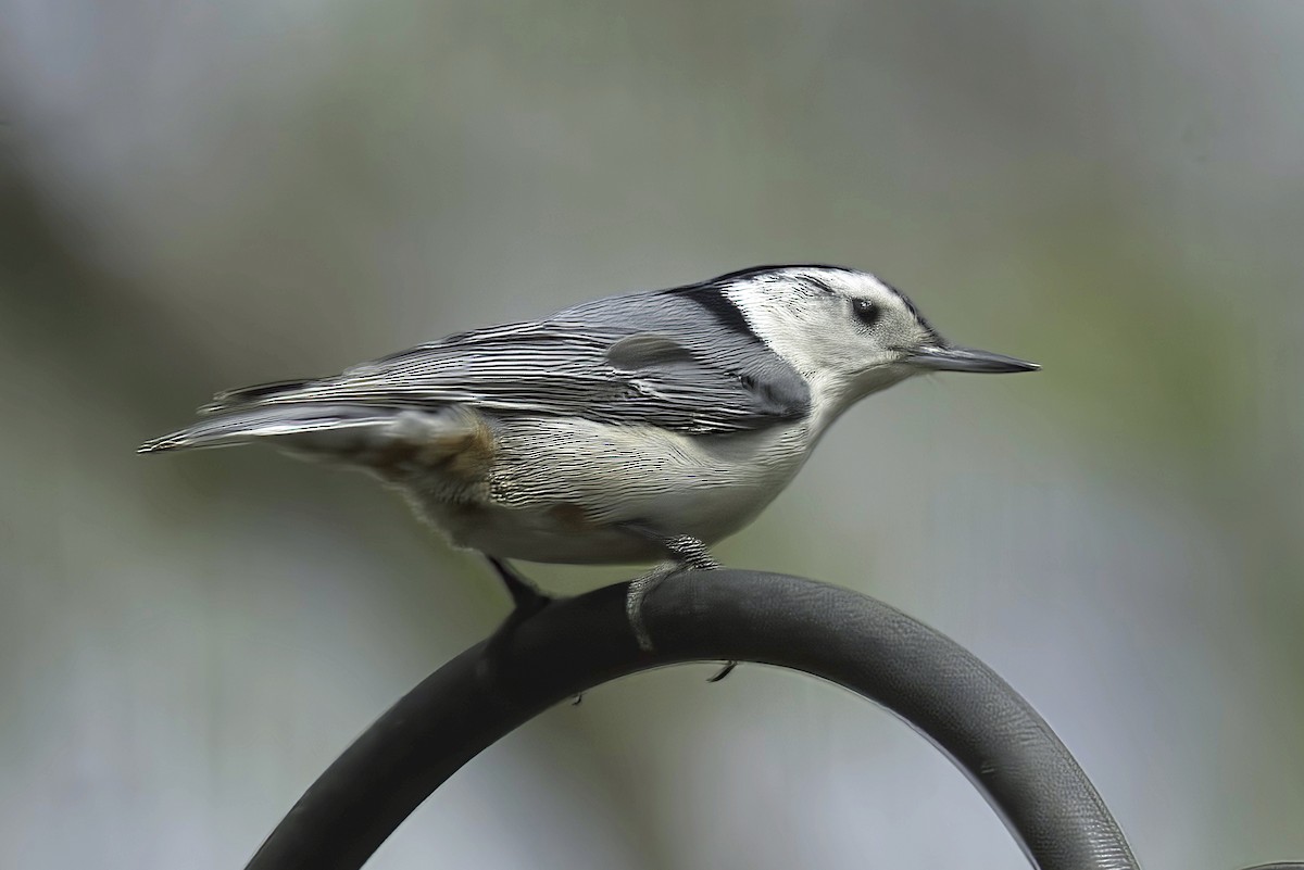 White-breasted Nuthatch - Jim Tonkinson