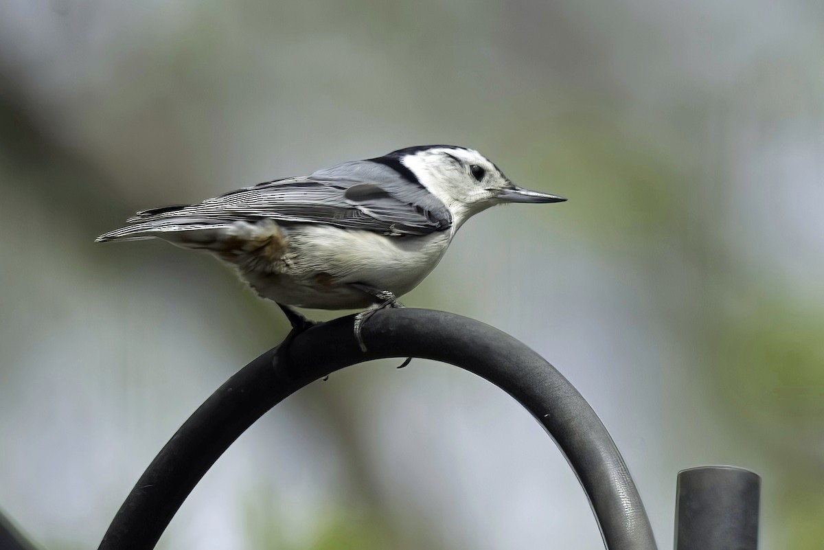 White-breasted Nuthatch - Jim Tonkinson