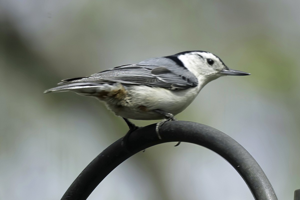 White-breasted Nuthatch - Jim Tonkinson