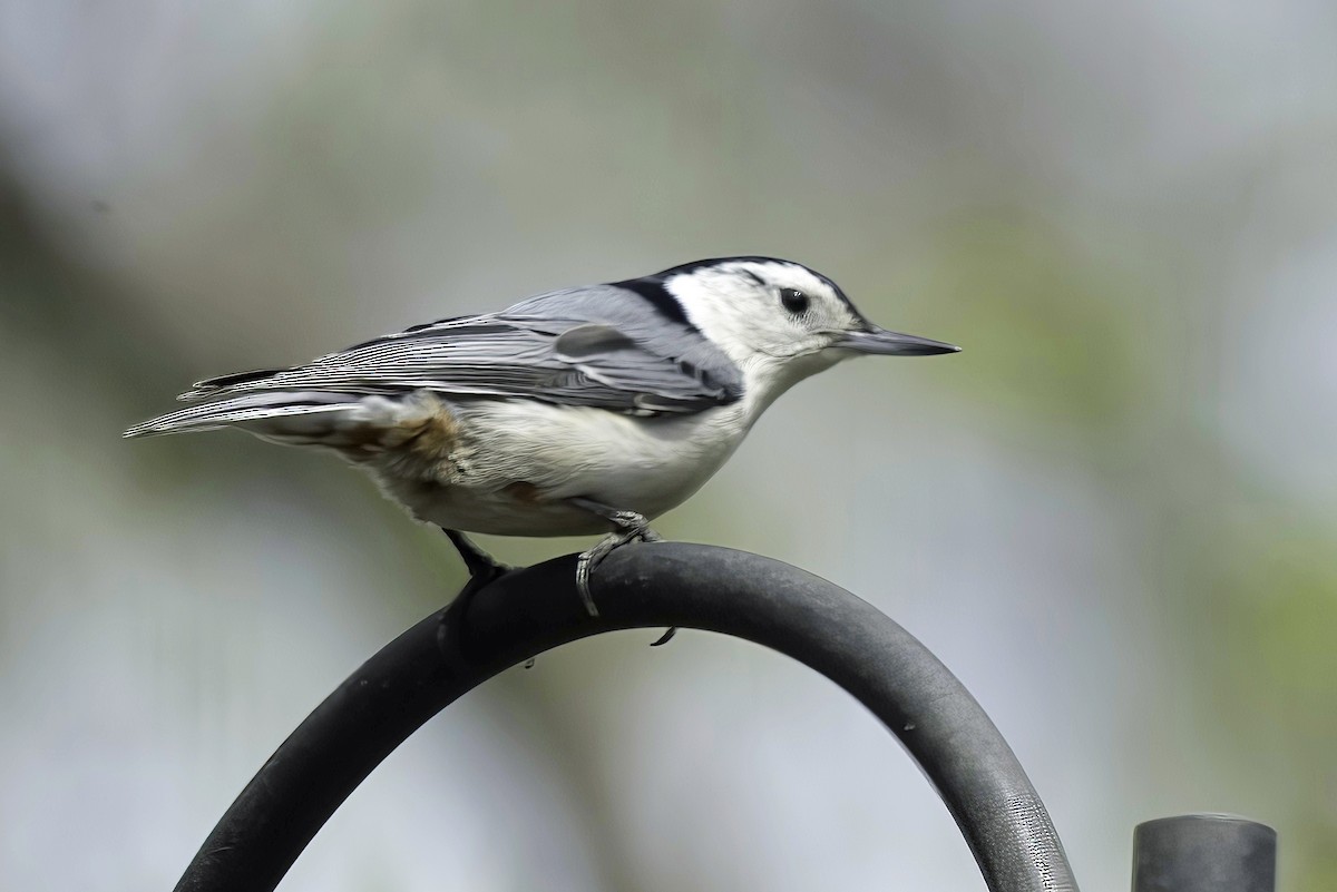 White-breasted Nuthatch - Jim Tonkinson