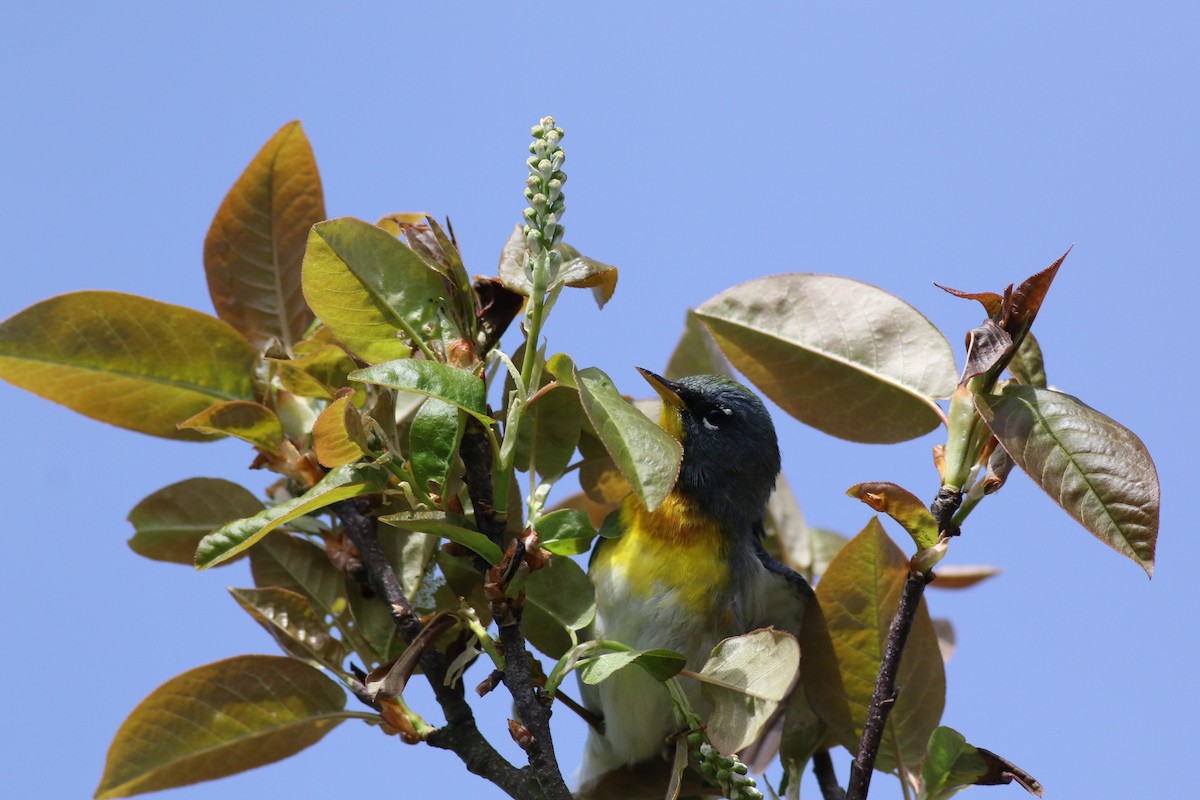 Northern Parula - Lily Morello