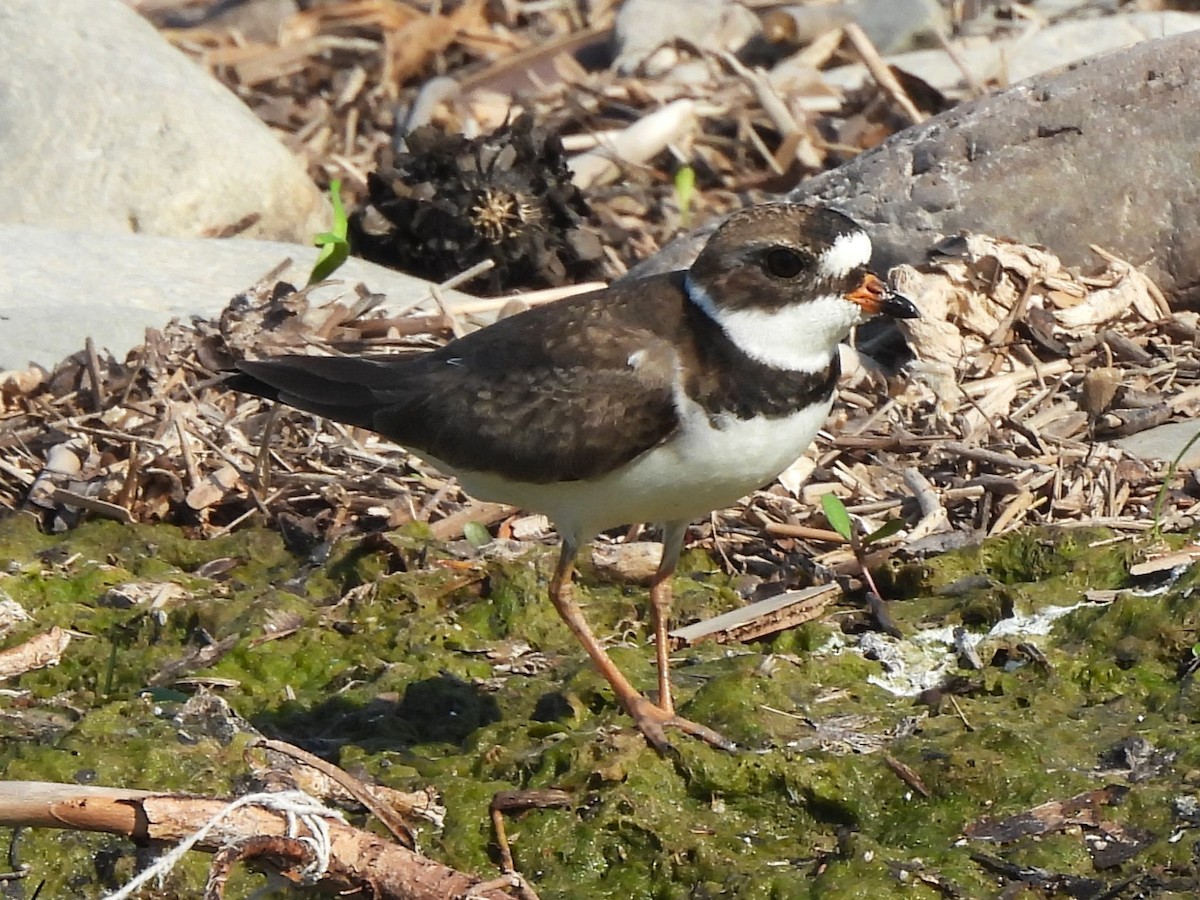 Semipalmated Plover - Mark Jennings