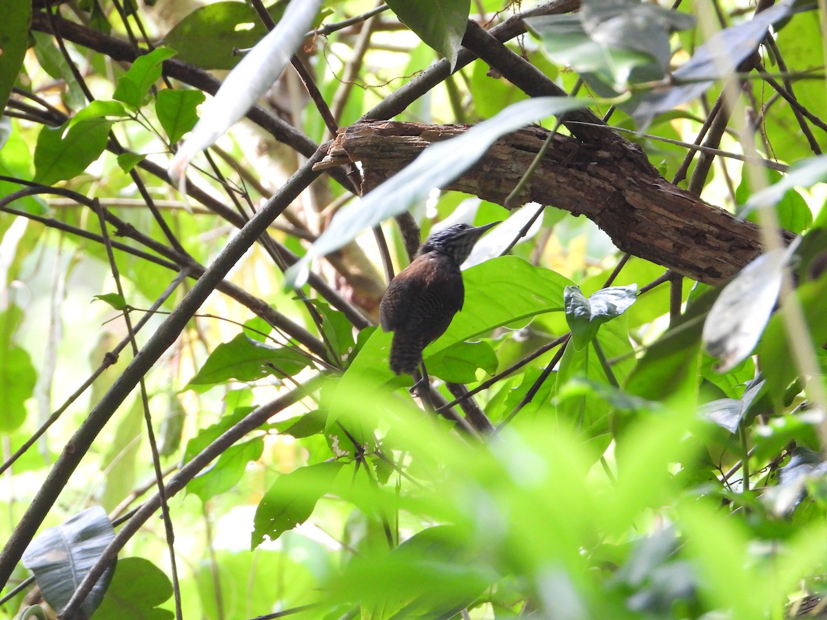 Stripe-breasted Wren - ML619467027