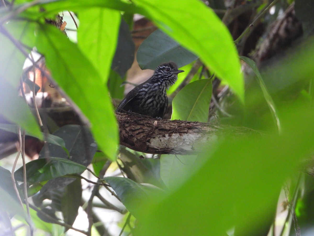 Stripe-breasted Wren - ML619467032