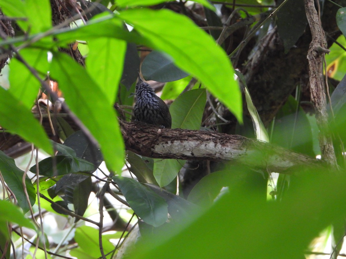 Stripe-breasted Wren - ML619467033