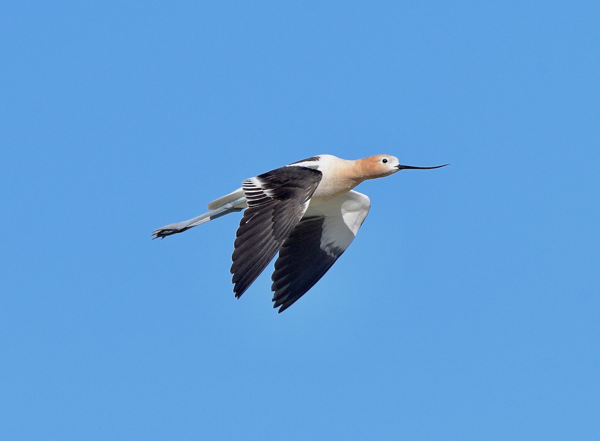 American Avocet - Norman Eshoo