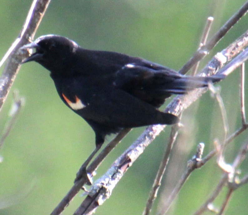 Red-winged Blackbird (Red-winged) - Samuel Harris