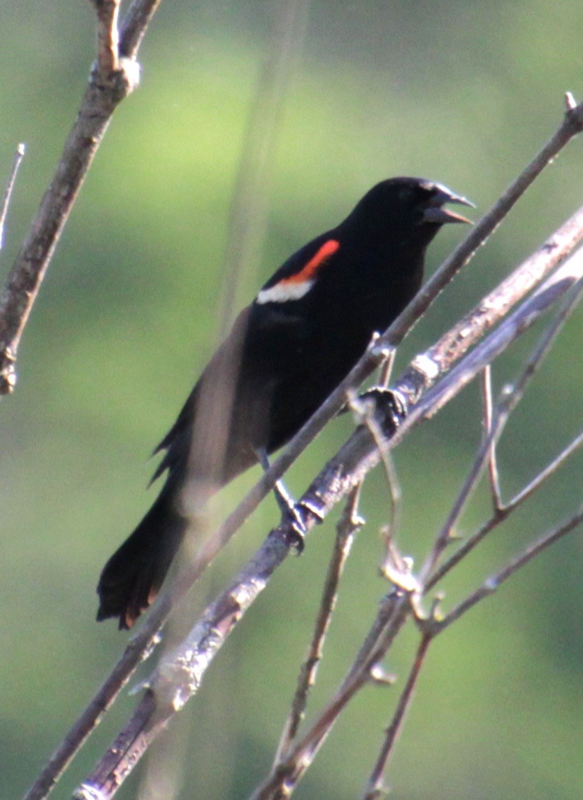 Red-winged Blackbird (Red-winged) - Samuel Harris