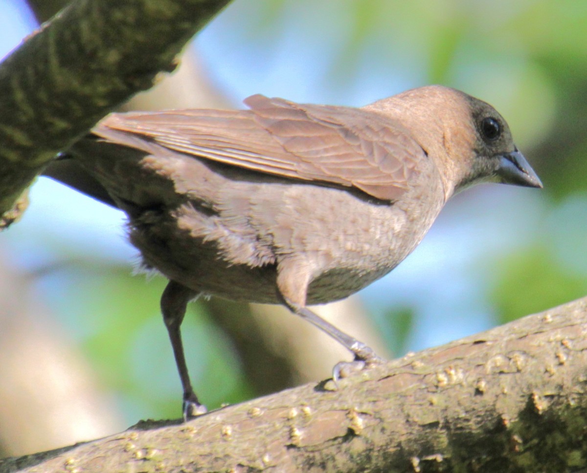 Brown-headed Cowbird - Samuel Harris