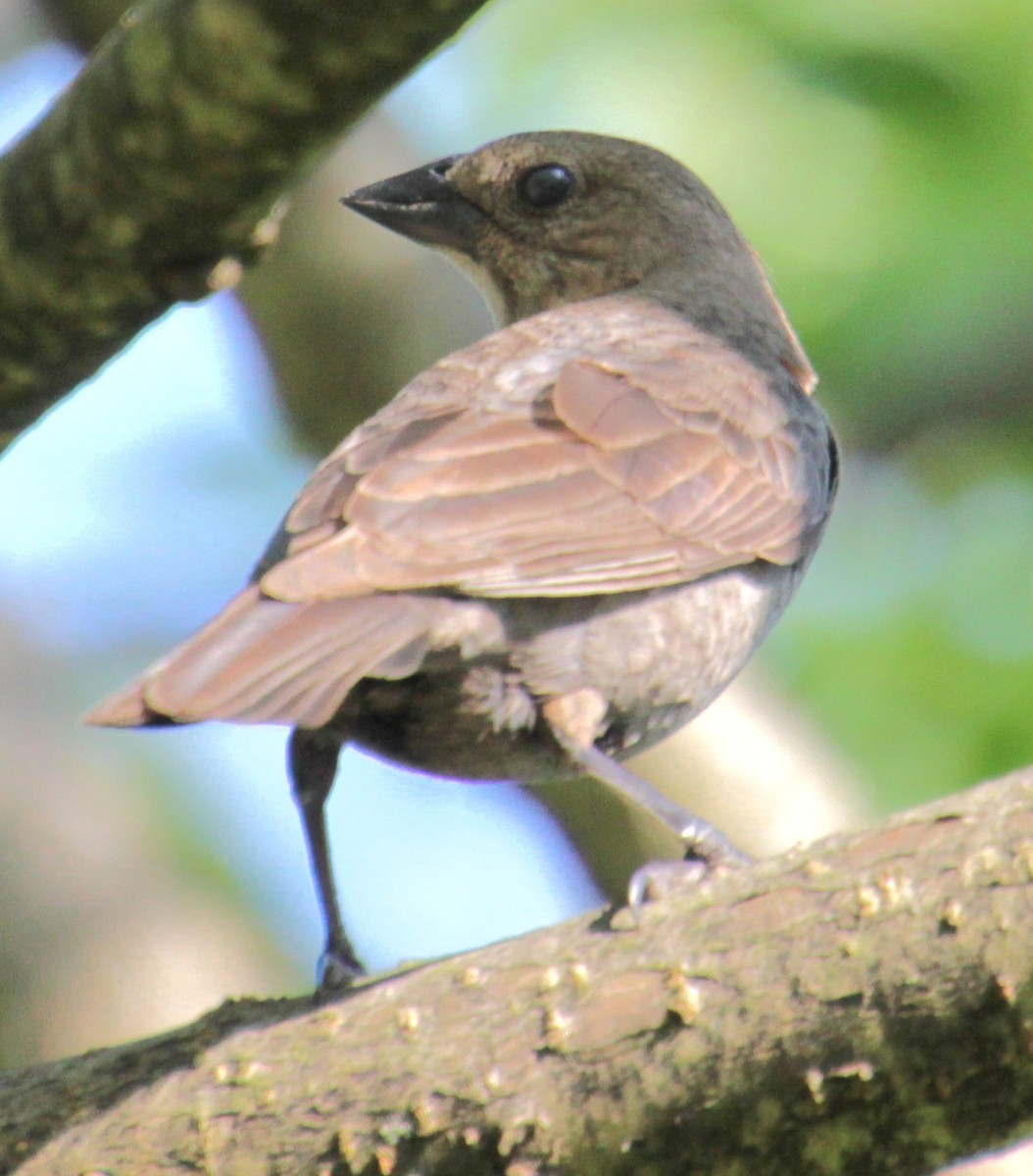 Brown-headed Cowbird - Samuel Harris