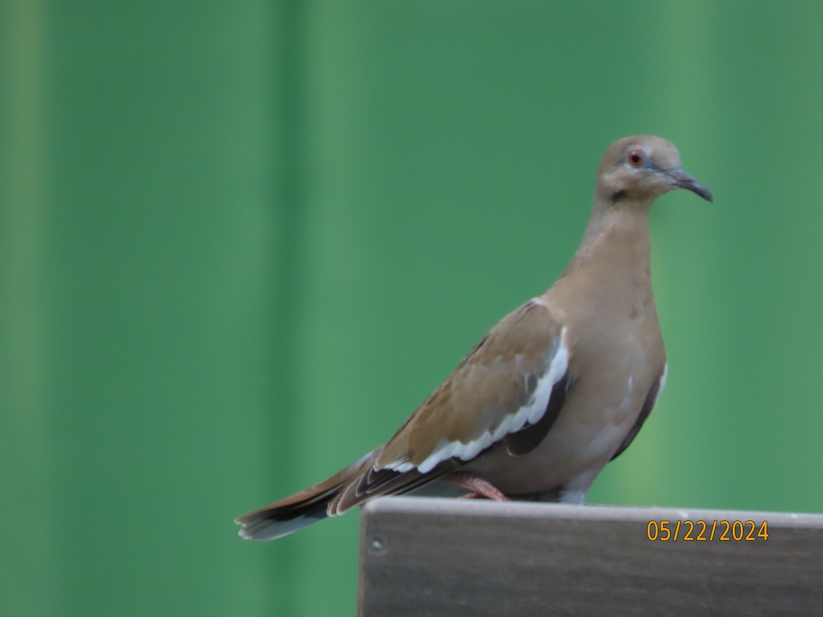 White-winged Dove - Susan Leake