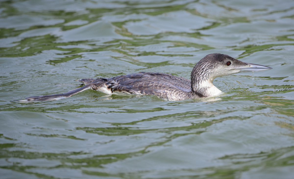 Common Loon - Frank Farese