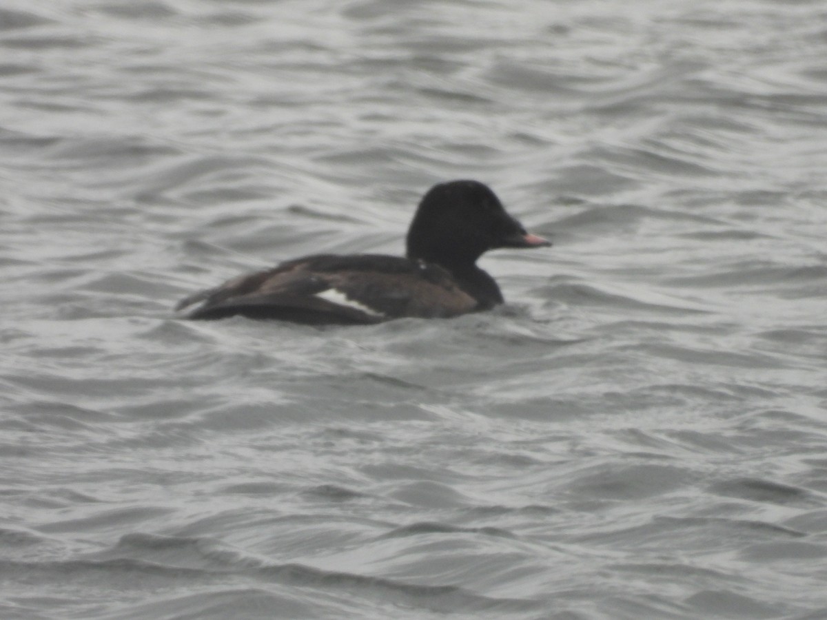 White-winged Scoter - Lindy Wagenaar