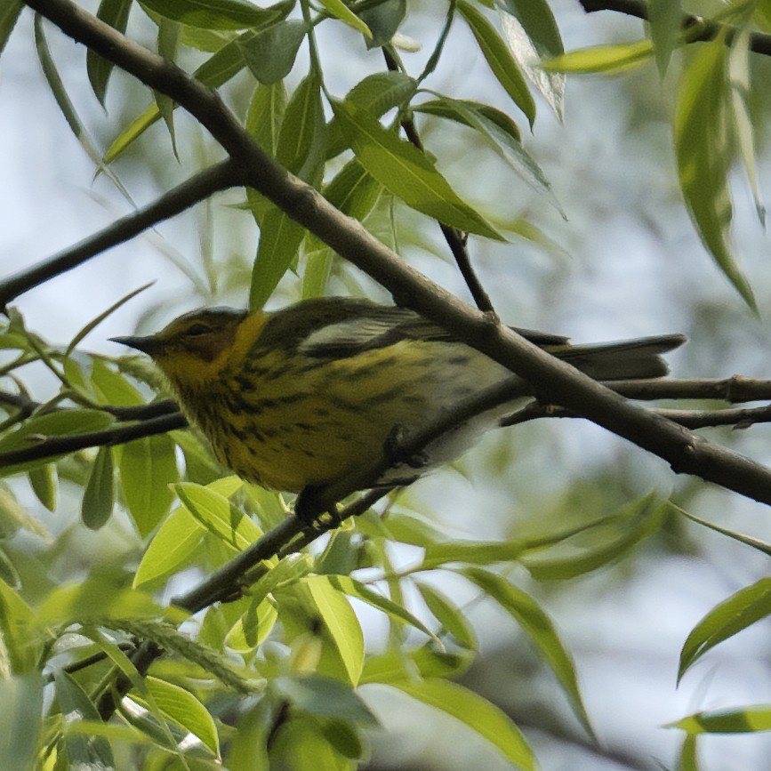 Cape May Warbler - Guillaume Charette