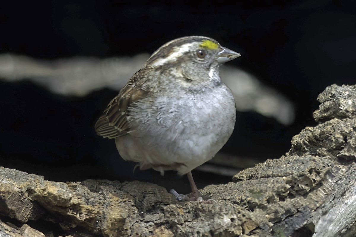 White-throated Sparrow - Jim Tonkinson