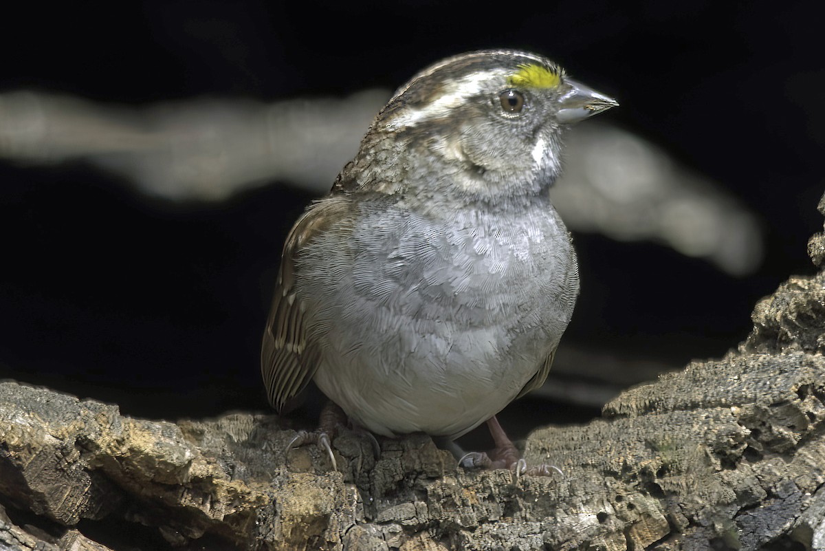 White-throated Sparrow - Jim Tonkinson