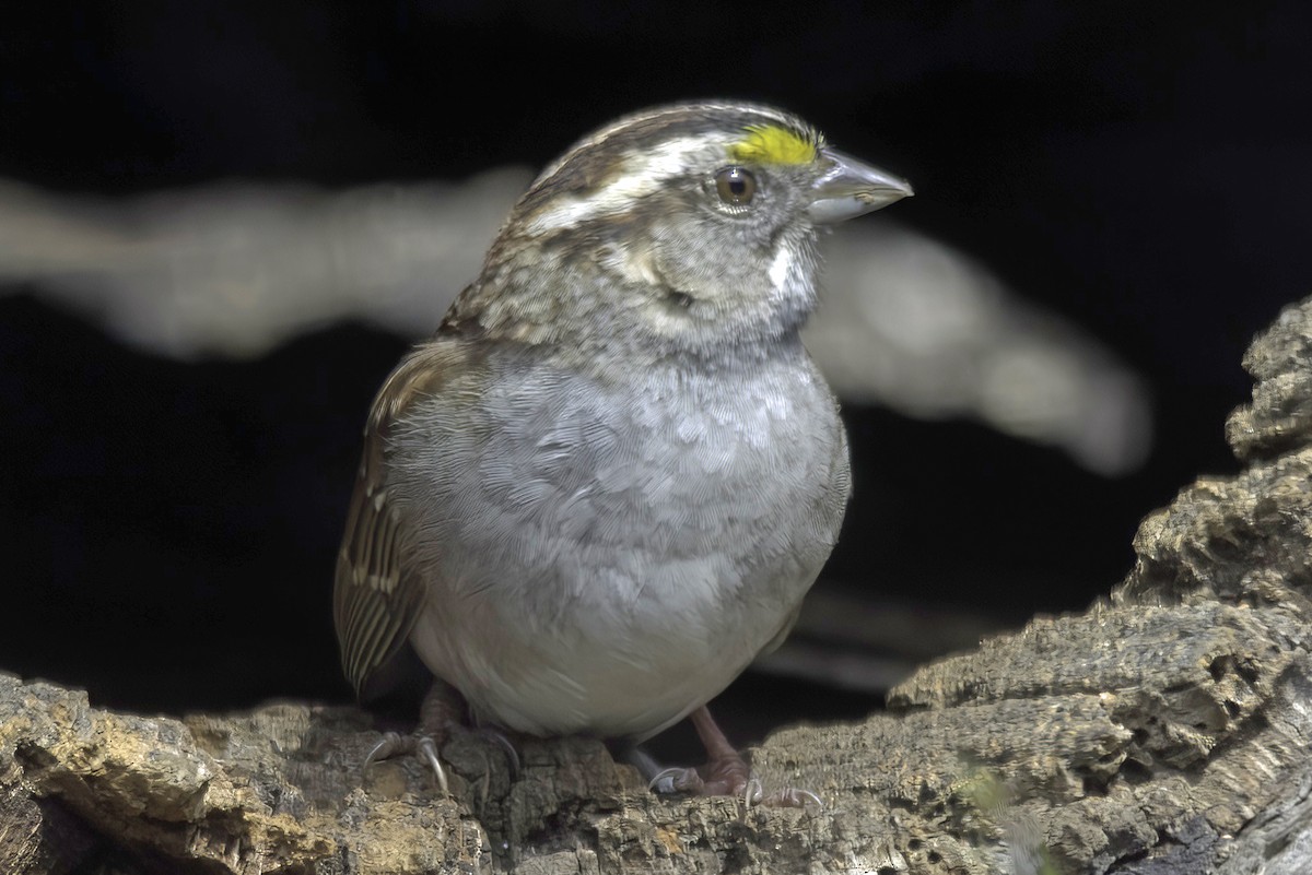 White-throated Sparrow - Jim Tonkinson