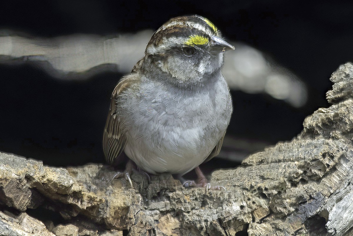 White-throated Sparrow - Jim Tonkinson