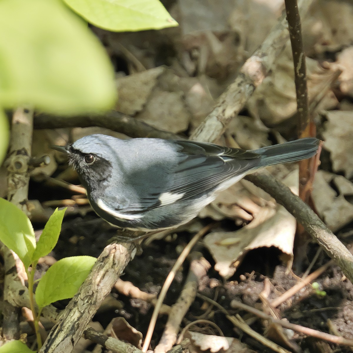 Black-throated Blue Warbler - Guillaume Charette