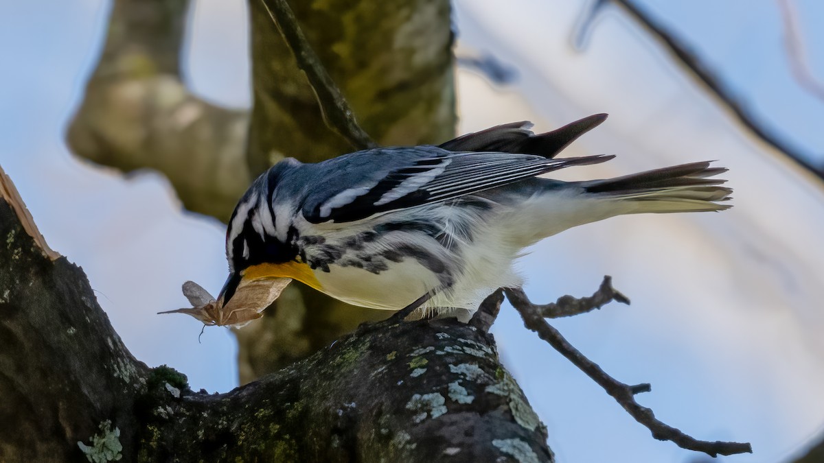 Yellow-throated Warbler - Tom Hudson