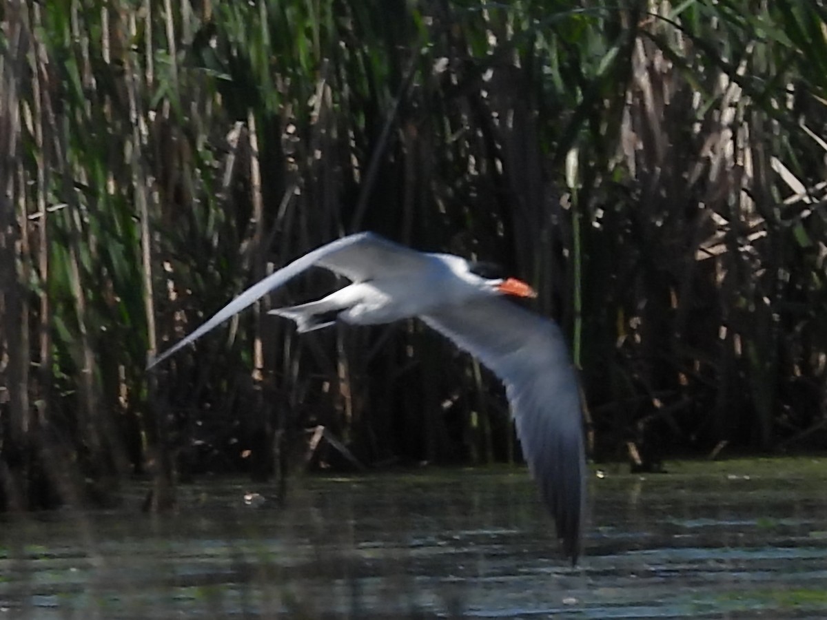 Caspian Tern - Sam Ivande