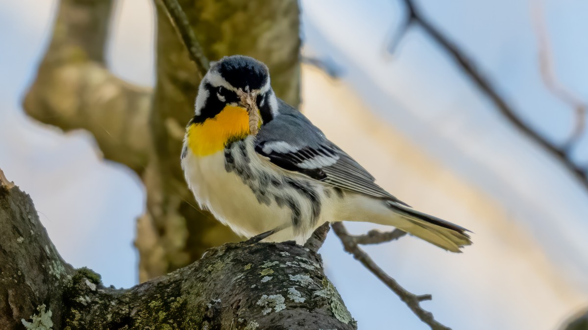 Yellow-throated Warbler - Tom Hudson