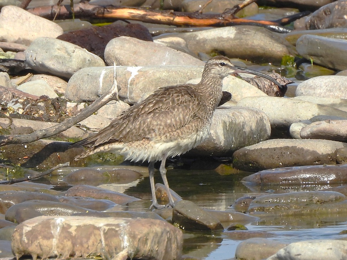 Whimbrel - Mark Jennings