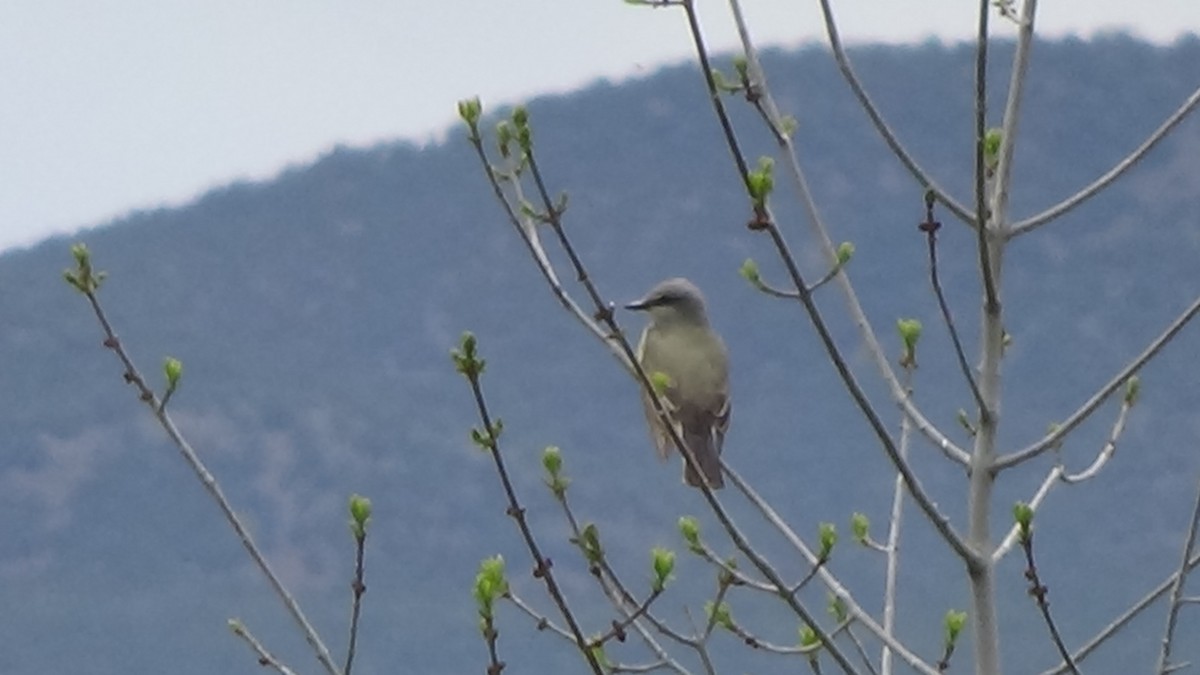 Western Kingbird - ML619467088