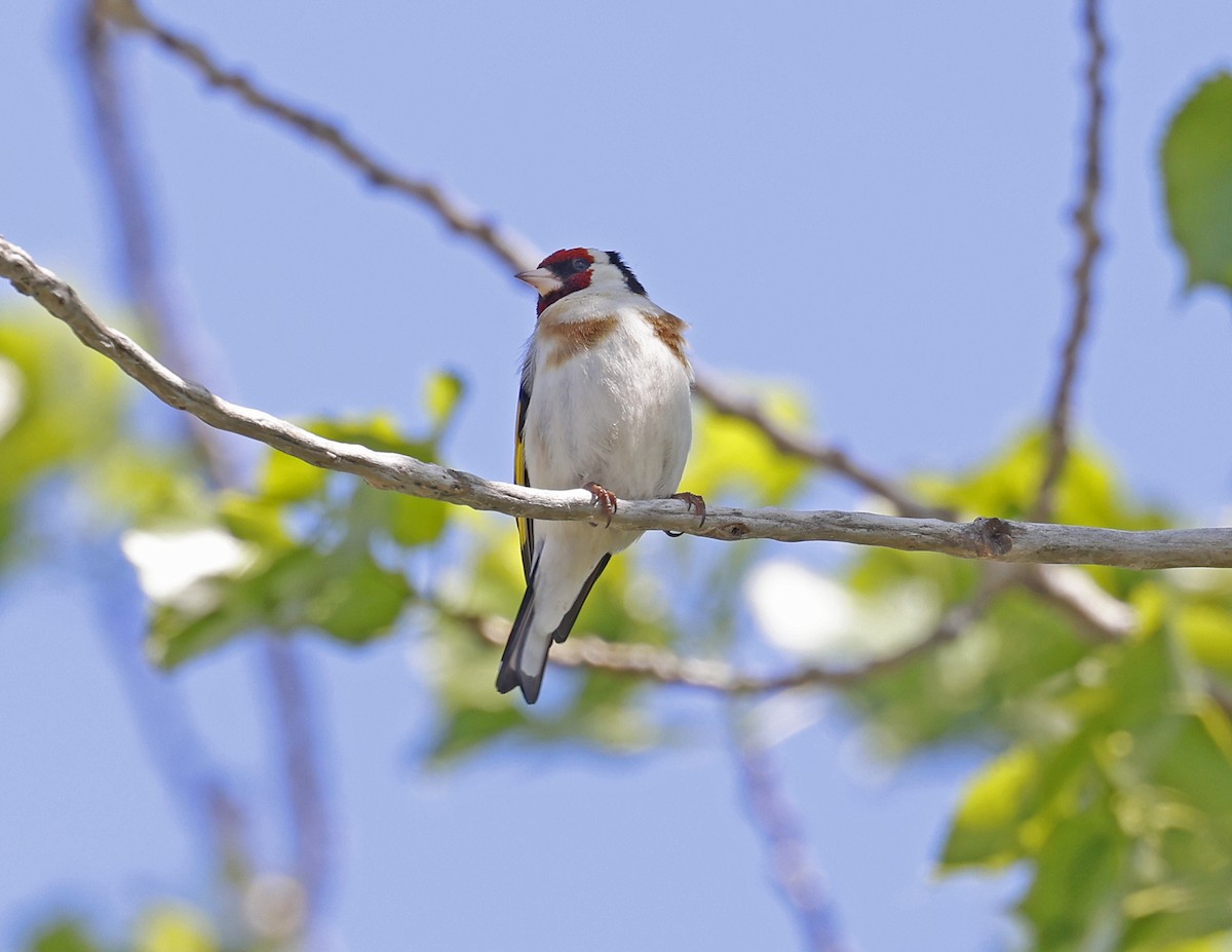 European Goldfinch - David McQuade