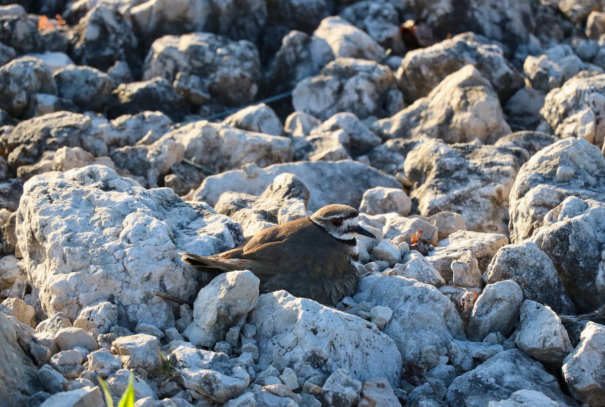 Killdeer - Lisa Maier