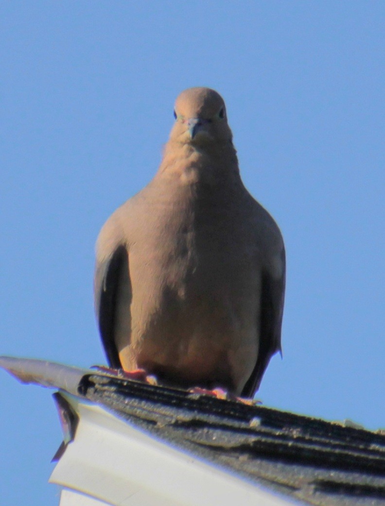 Mourning Dove - Samuel Harris