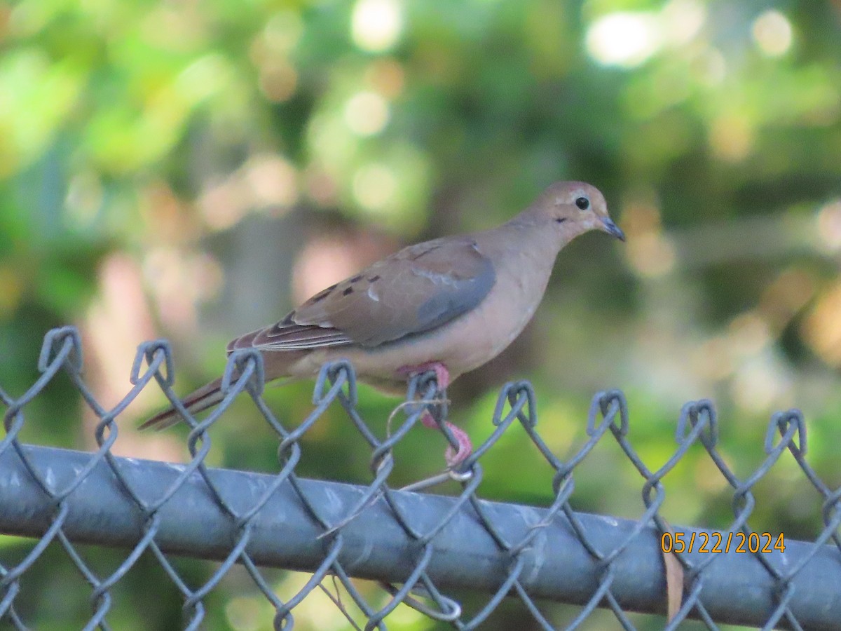 Mourning Dove - Susan Leake