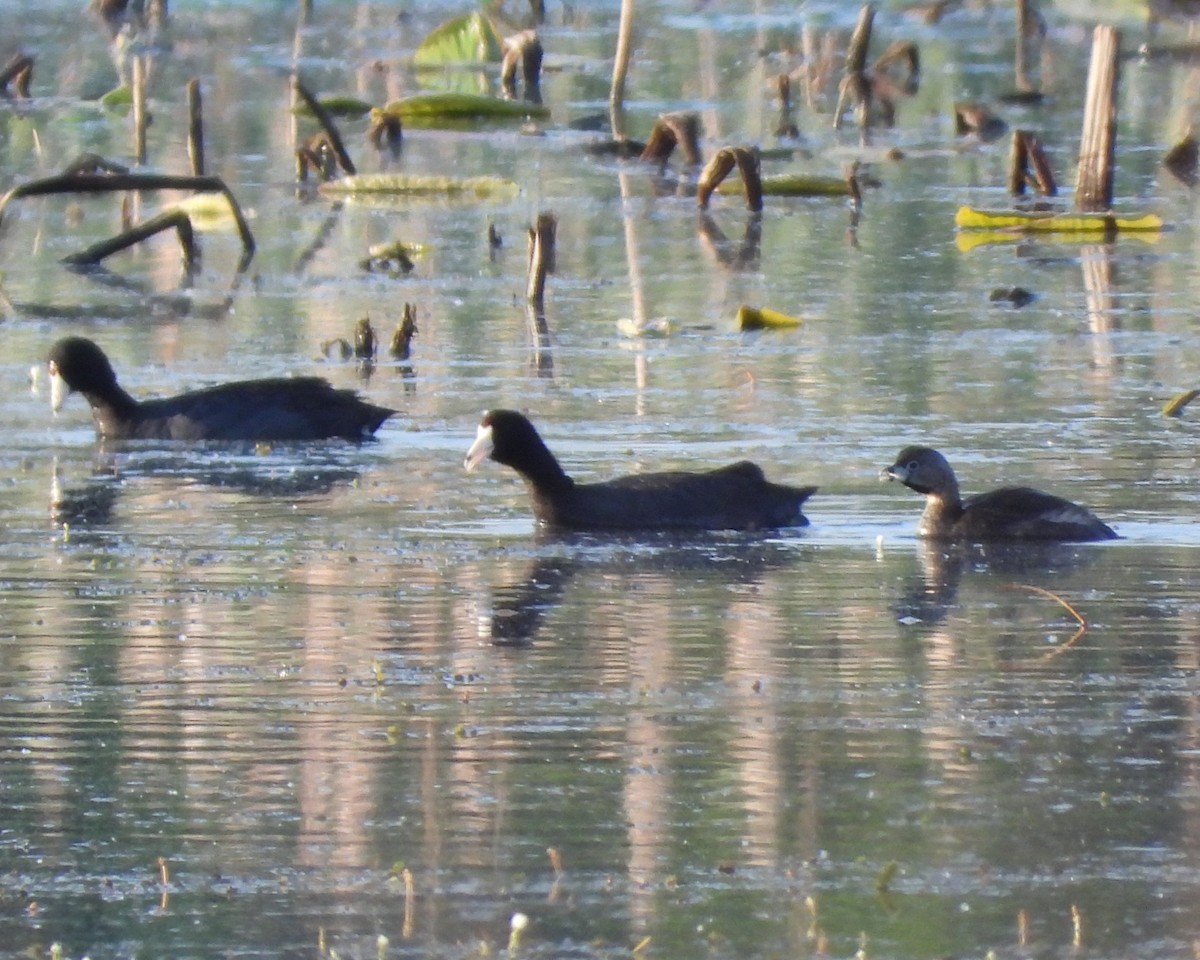 Pied-billed Grebe - Sam Ivande