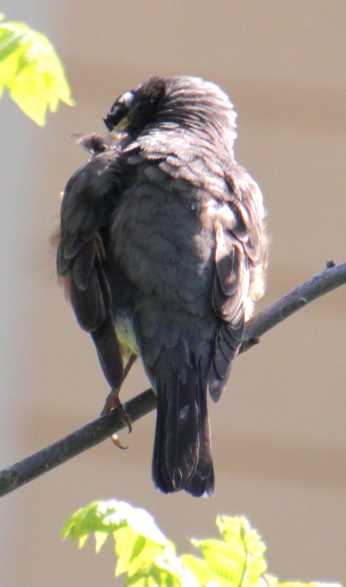 American Robin - Samuel Harris