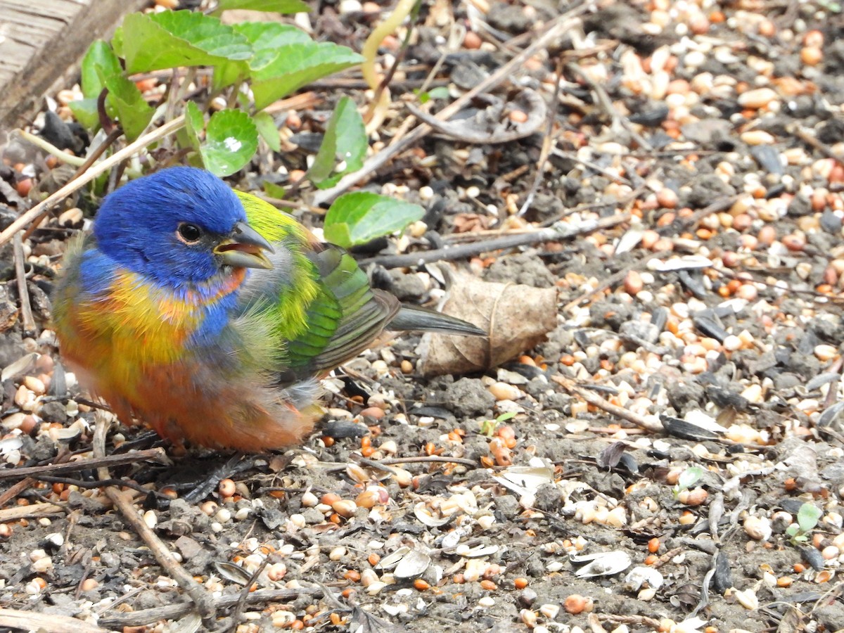 Painted Bunting - Michael Sveen