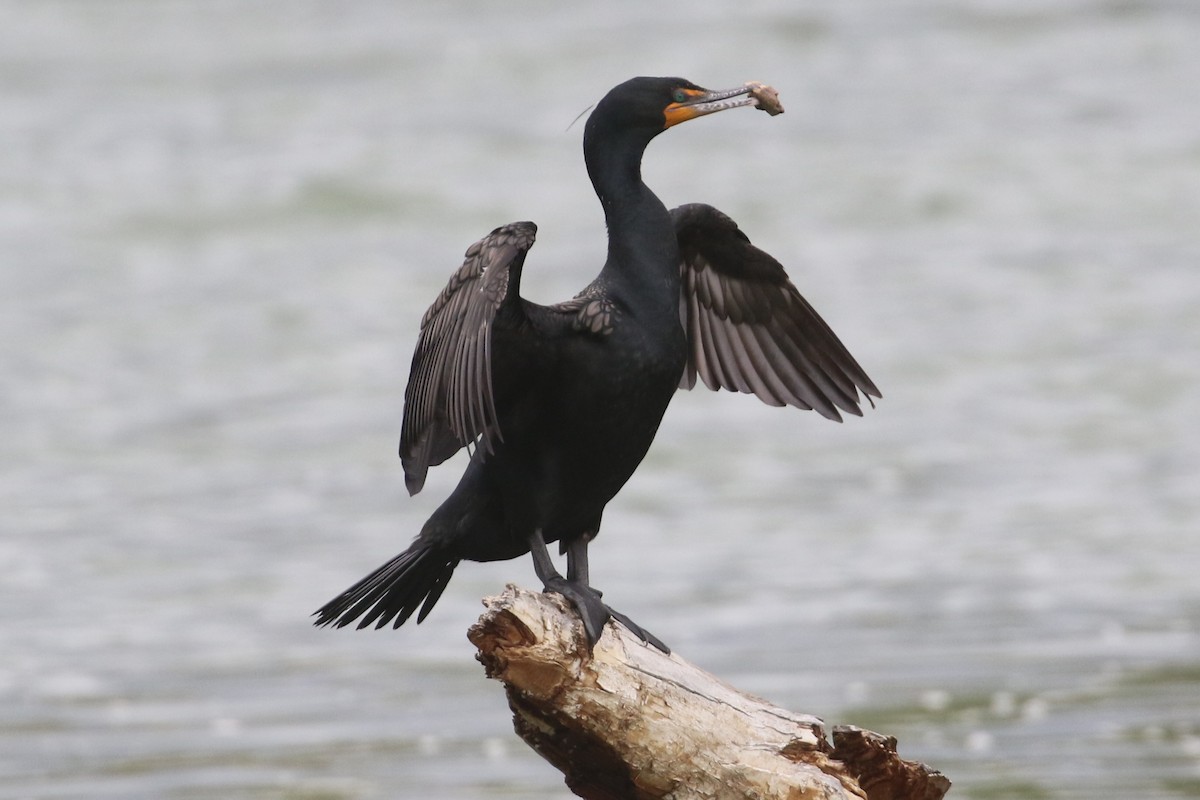 Double-crested Cormorant - Curtis Dowhaniuk