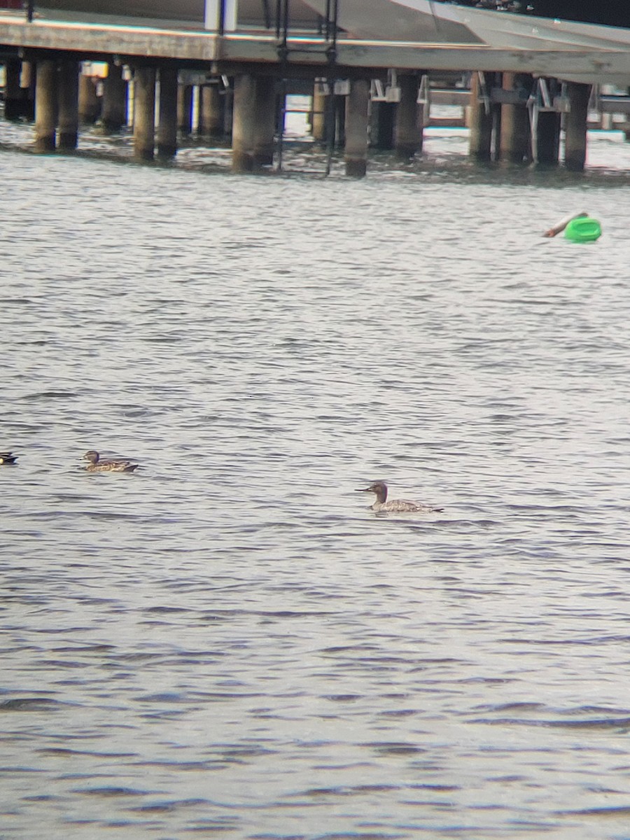 Red-breasted Merganser - ML619467129