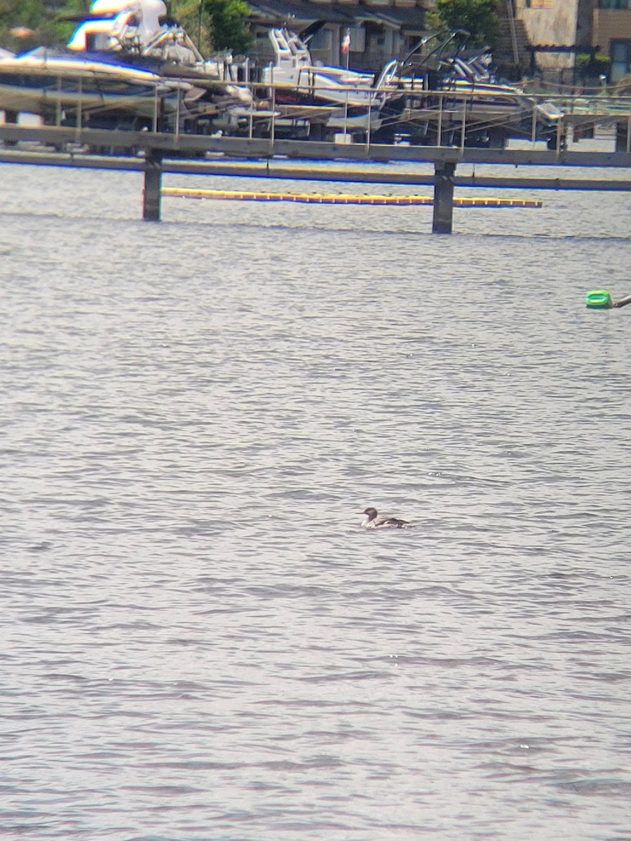 Red-breasted Merganser - ML619467130