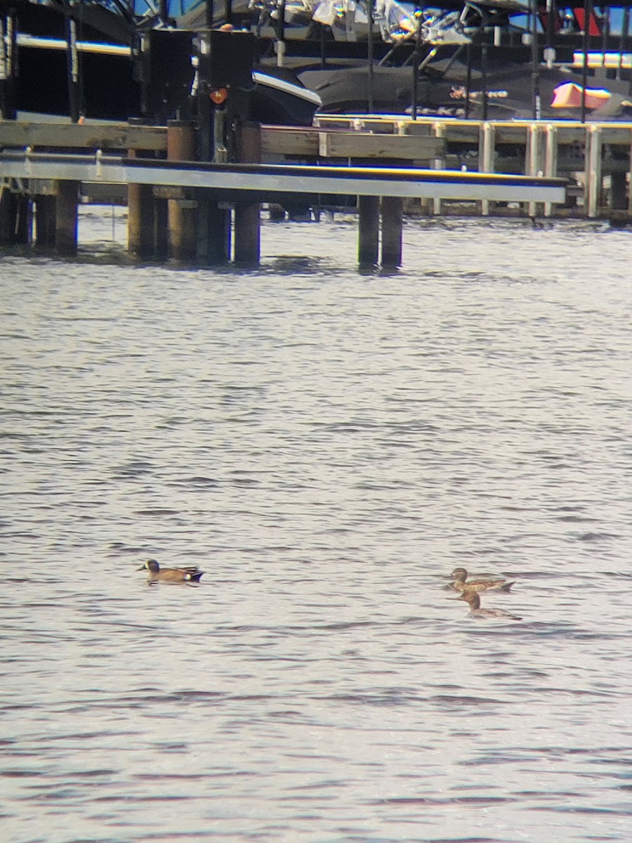 Red-breasted Merganser - ML619467131