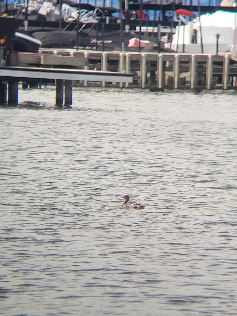 Red-breasted Merganser - ML619467132