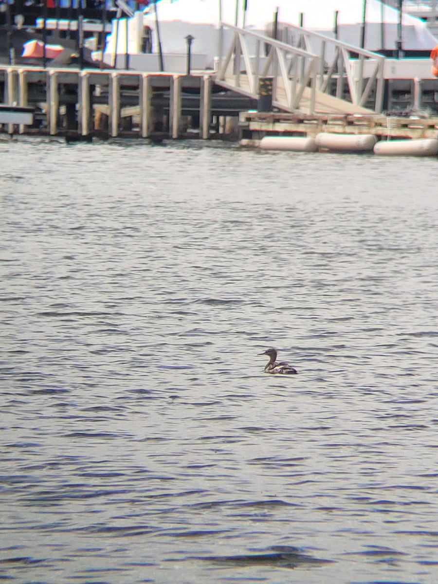 Red-breasted Merganser - ML619467133