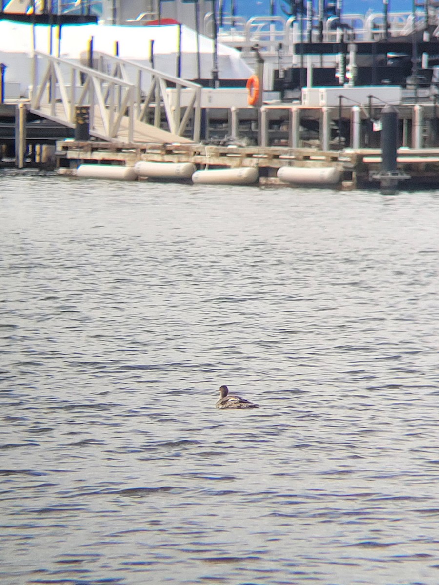 Red-breasted Merganser - ML619467134