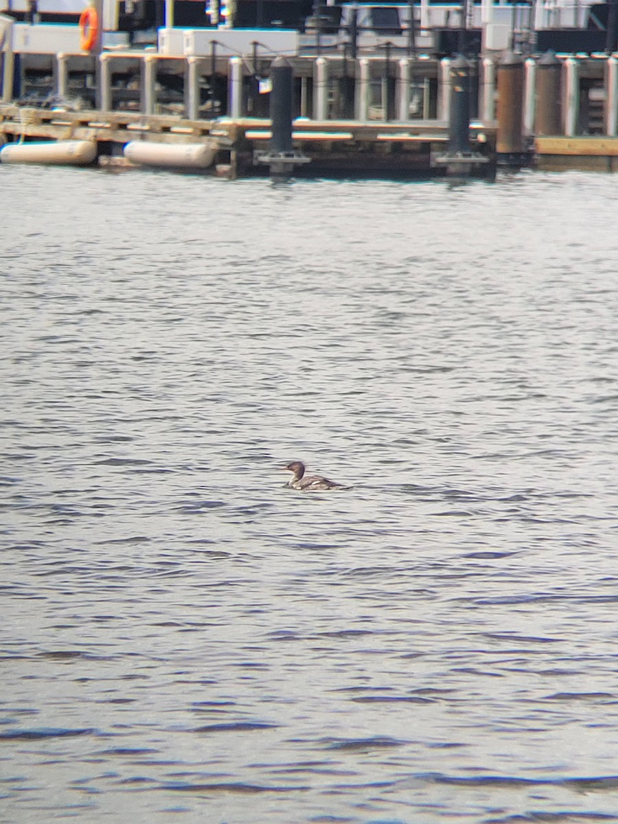 Red-breasted Merganser - ML619467135